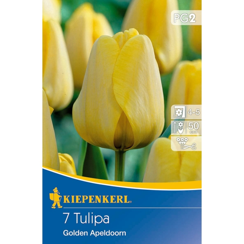 kiepenkerl golden apeldoorn tulipán virághagymák