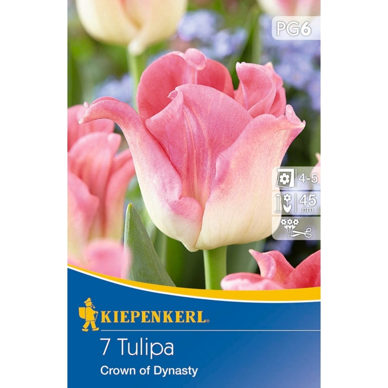 kiepenkerl crown of dynasty korona tulipán virághagymák