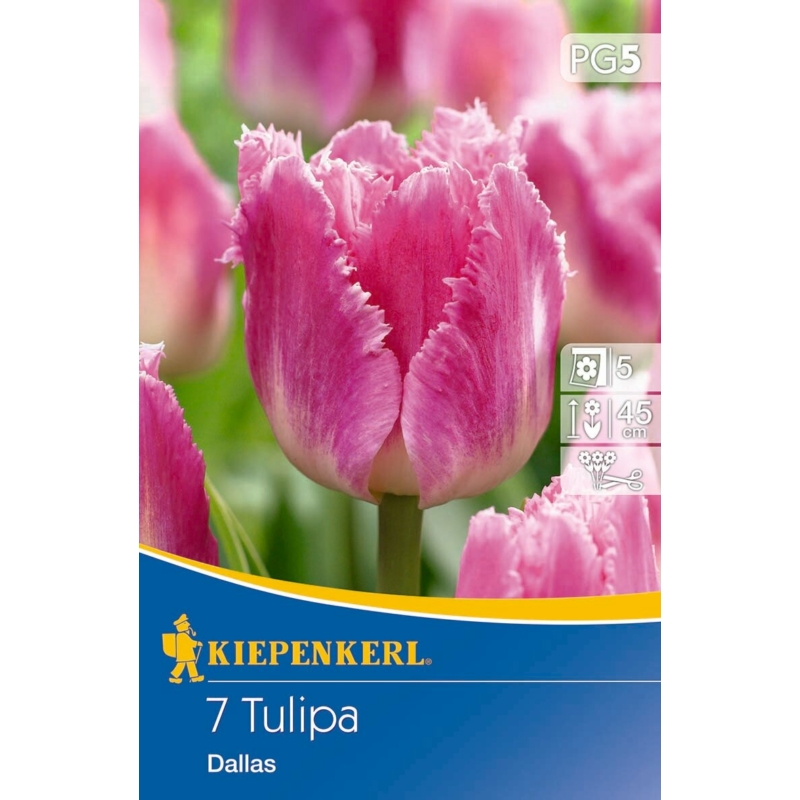 kiepenkerl dallas tulipán virághagymák