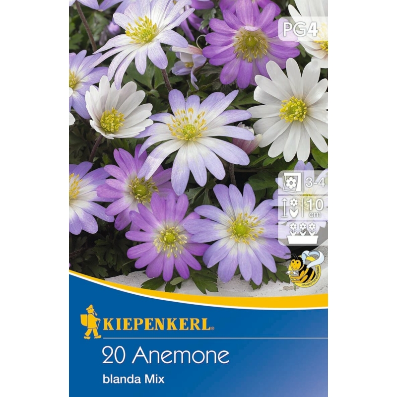 kiepenkerl anemone blanda mix vegyes szellőrózsa virághagymák