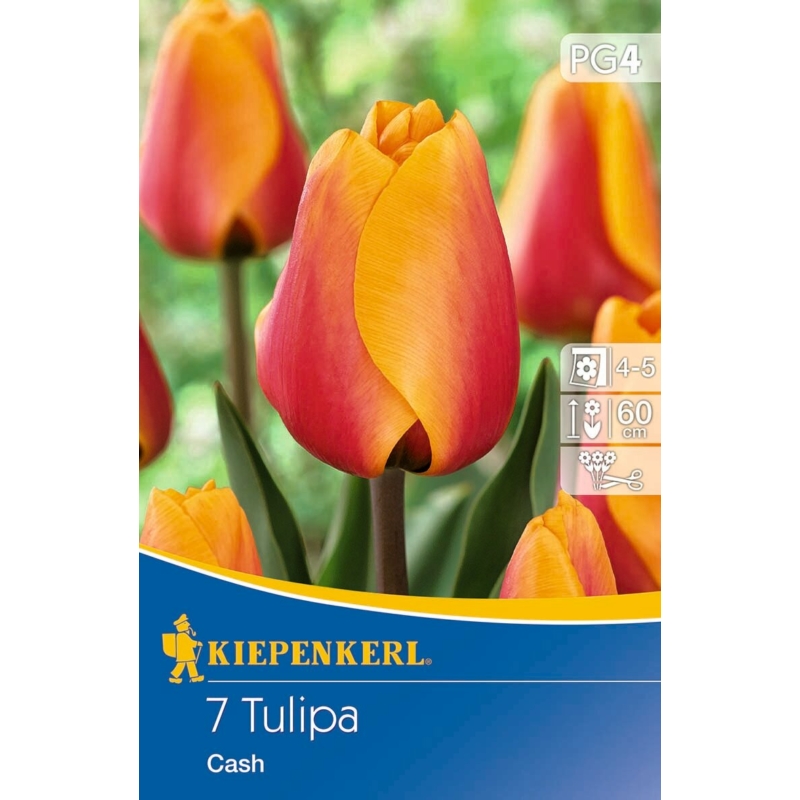 kiepenkerl cash tulipán virághagymák