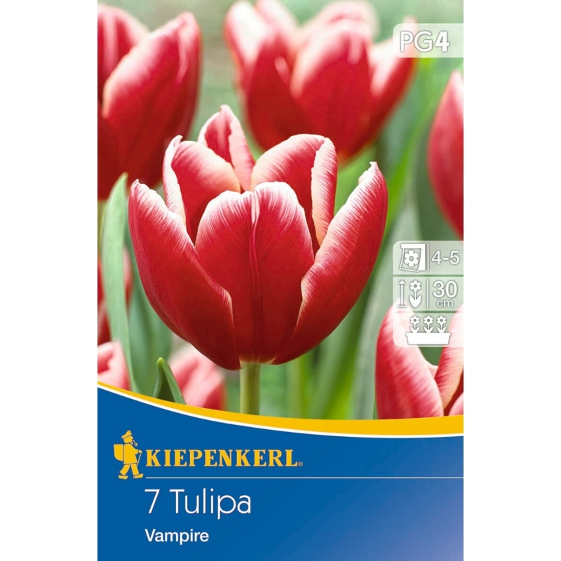 kiepenkerl vampire tulipán virághagymák
