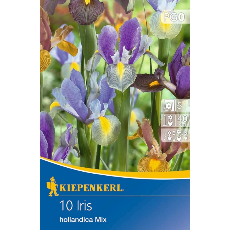  kiepenkerl iris hollandica mix vegyes írisz virághagymák