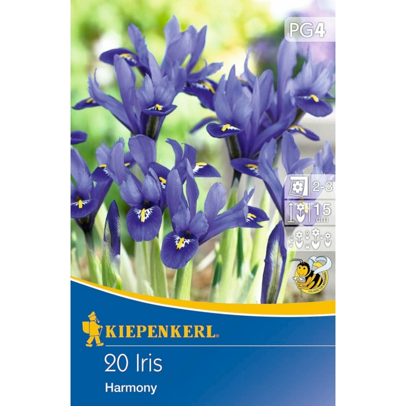  kiepenkerl iris reticulata harmony írisz virághagymák