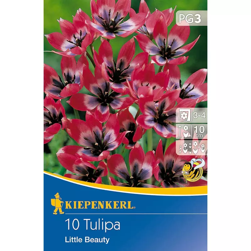 kiepenkerl little beauty botanikai tulipán virághagymák