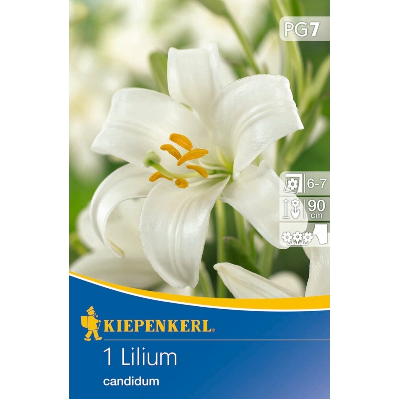 kiepenkerl lilium candidum liliom virághagyma