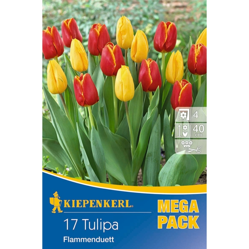 kiepenkerl flammenduett tulipán virághagymák megapack