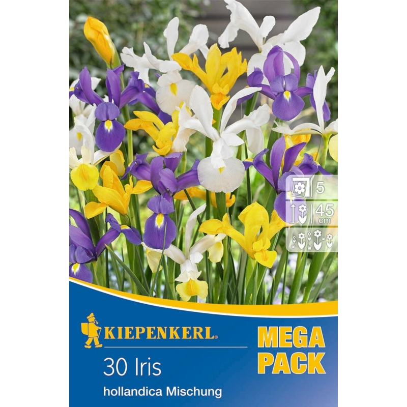 kiepenkerl iris hollandica mix vegyes írisz virághagymák mega pack