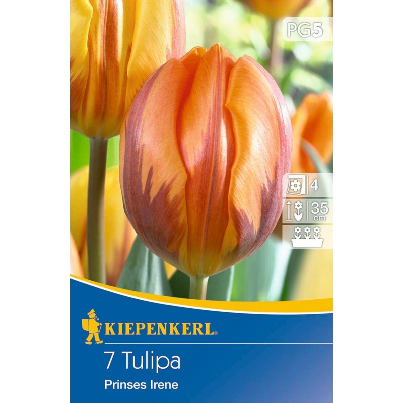 Kiepenkerl Prinses Irene korai tulipán virághagymák