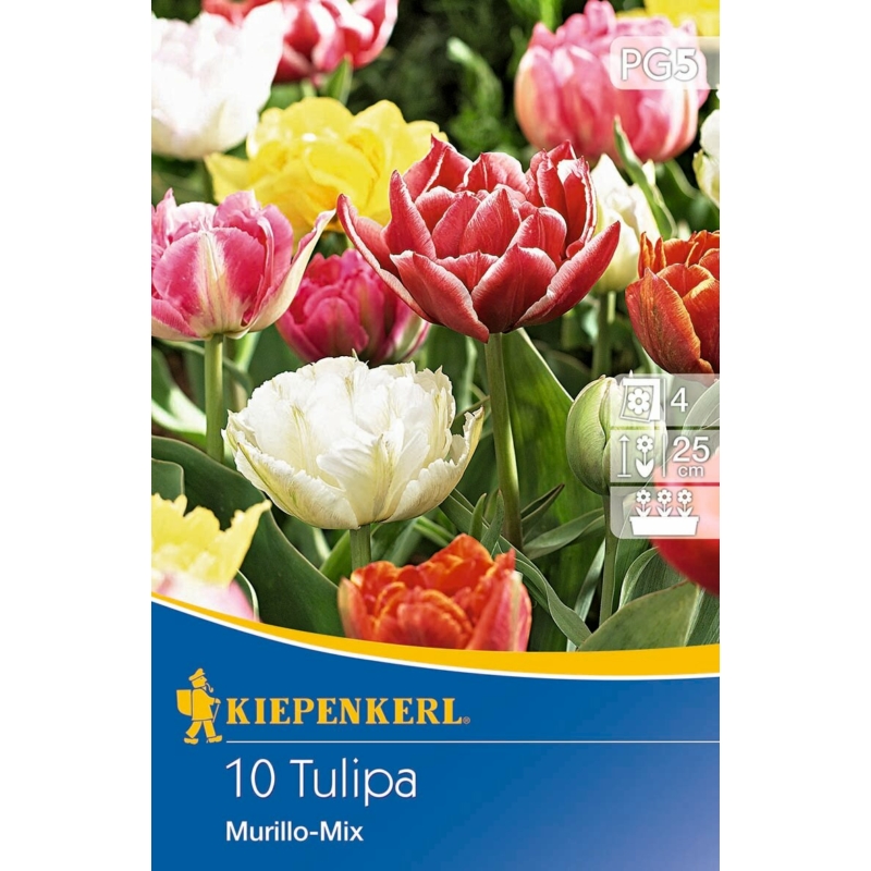 kiepenkerl murillo-mix korai tulipán virághagymák