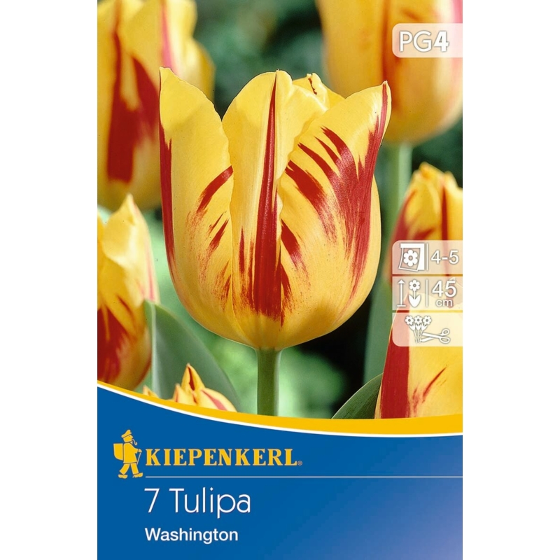 kiepenkerl washington triumph tulipán virághagymák
