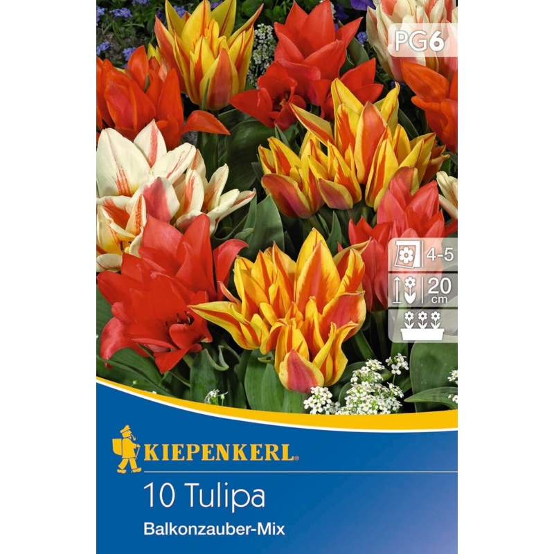 Kiepenkerl balkonzauber mix vegyes csokros tulipán virághagymák