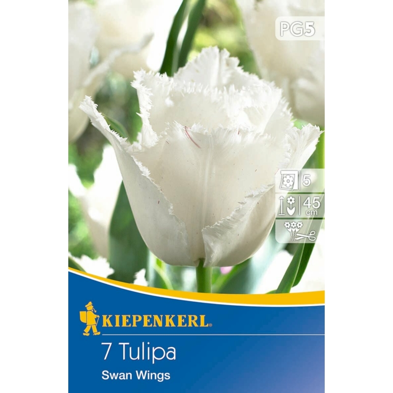 kiepenkerl swan wings rojtos tulipán virághagymák