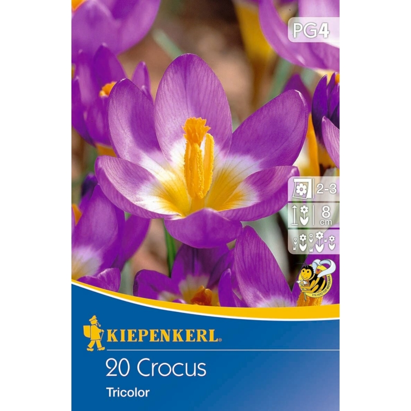 kiepenkerl tricolor botanikai krókusz virághagymák