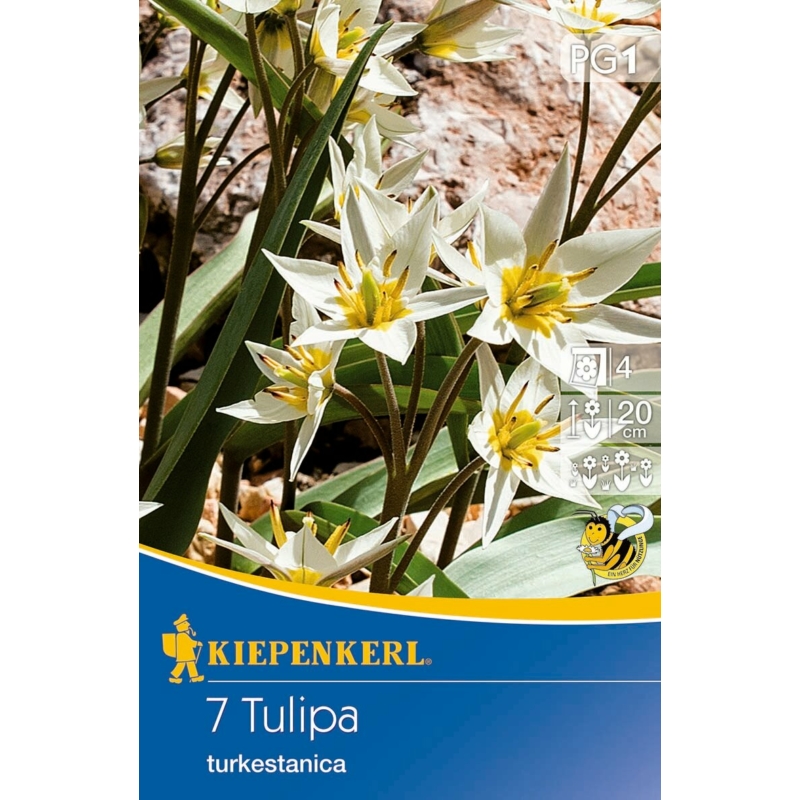 kiepenkerl turkestanica botanikai tulipán virághagymák