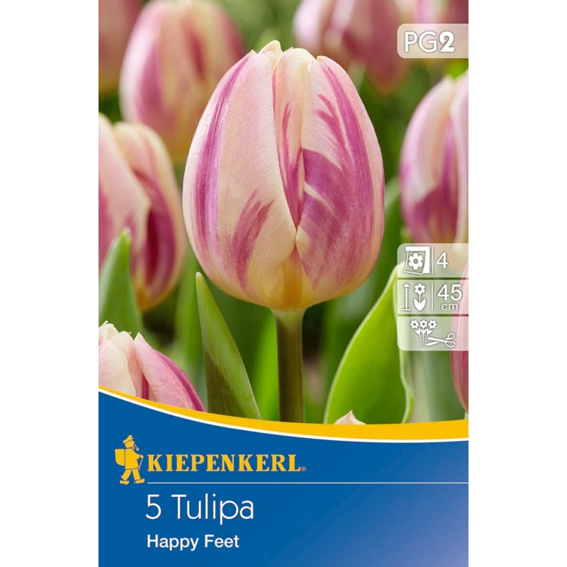 kiepenkerl happy feet tulipán virághagymák