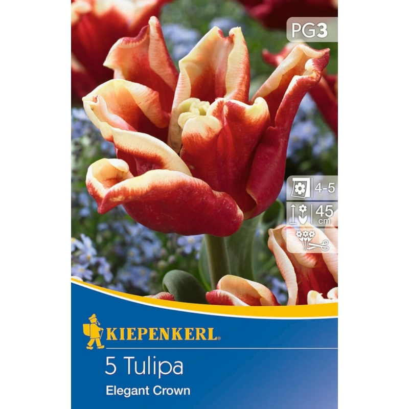 kiepenkerl elegant crown tulipán virághagymák