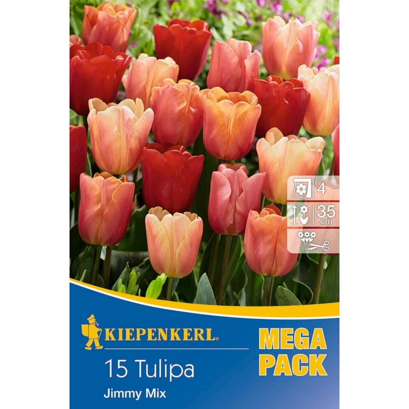 kiepenkerl jimmy mix tulipán virághagymák megapack