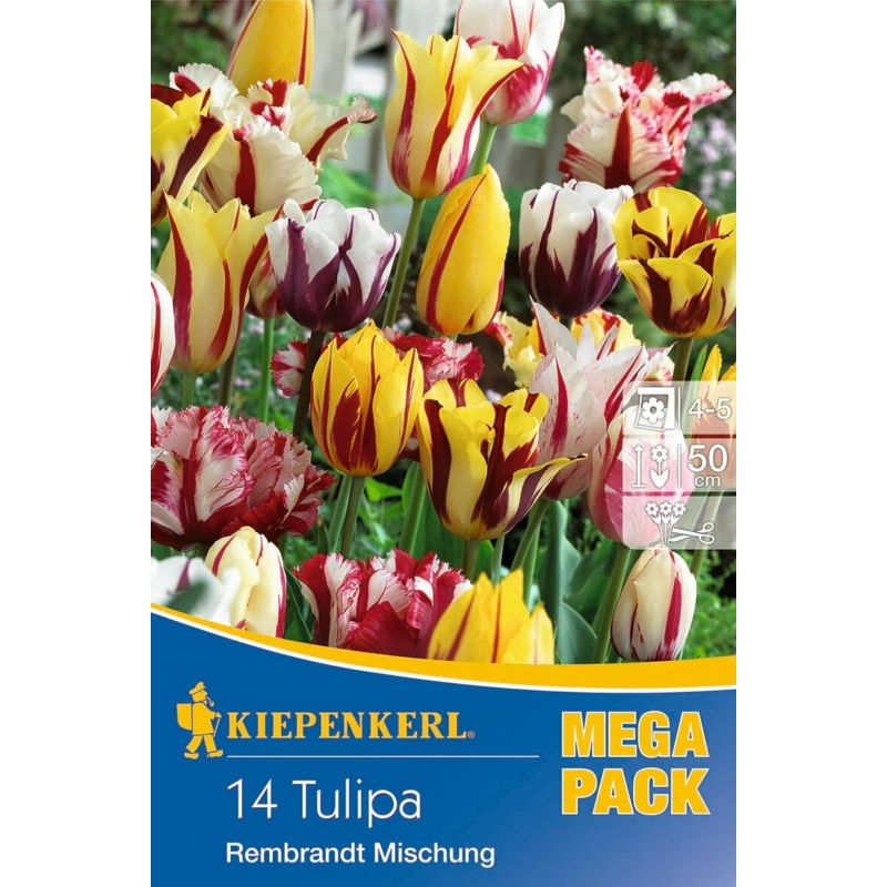 kiepenkerl rembrandt mischung vegyes tulipán virághagymák