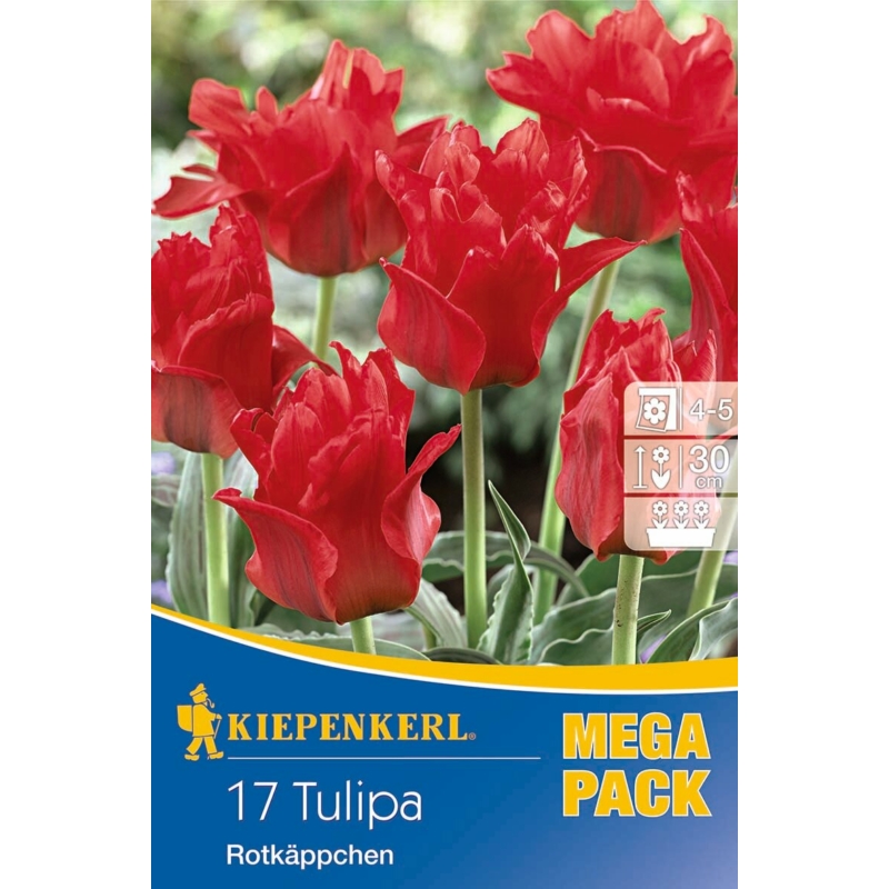 kiepenkerl rotkäppchen vegyes tulipán virághagymák mega pack
