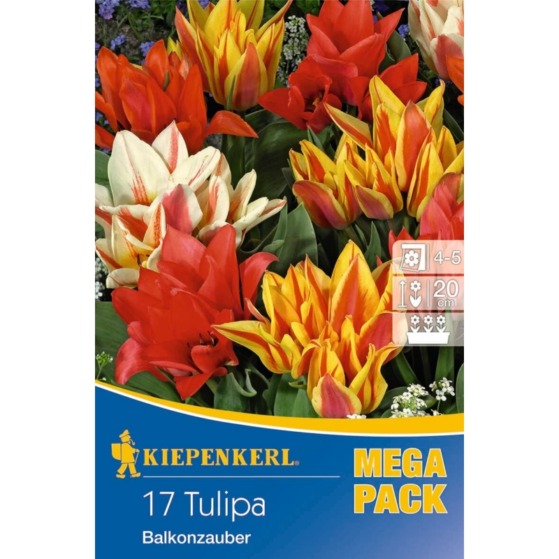 kiepenkerl balkonzauber mix vegyes tulipán virághagymák megapack