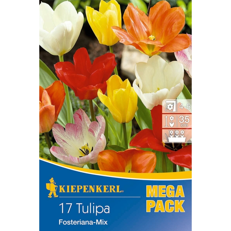 kiepenkerl kaisertulpen mix tulipán virághagymák mega pack