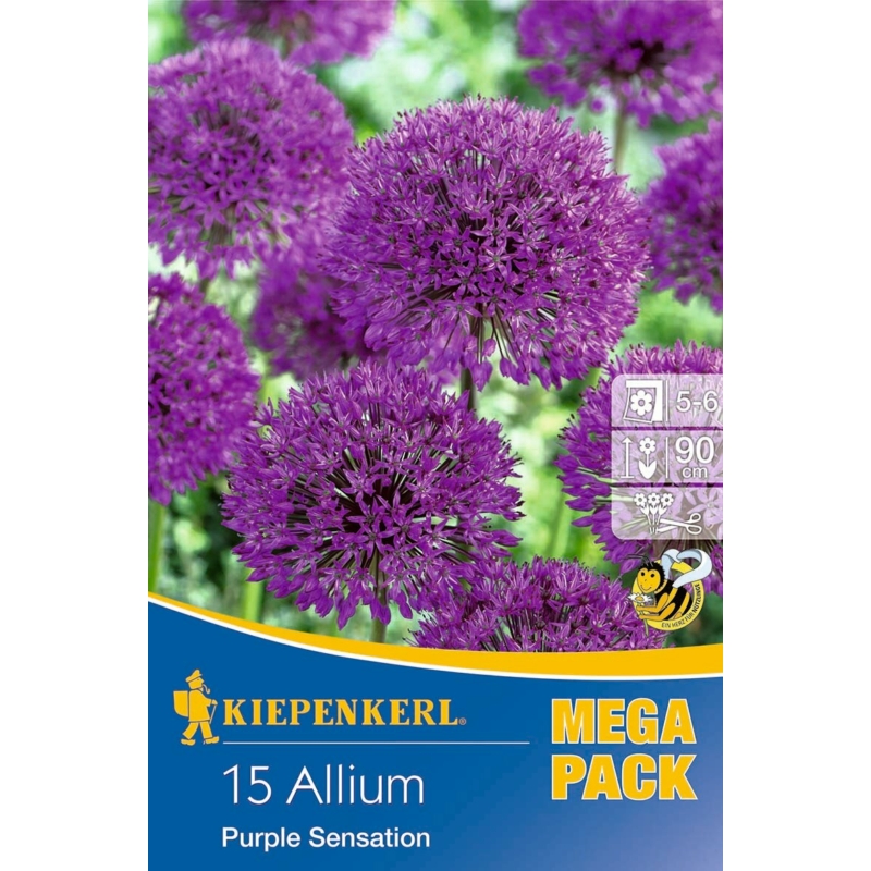 kiepenkerl allium purple sensation díszhagyma virághagymák mega pack