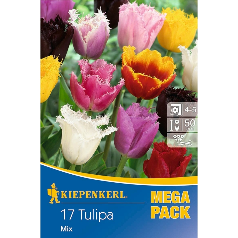 kiepenkerl rojtos (gefranste) vegyes tulipán virághagymák megapack