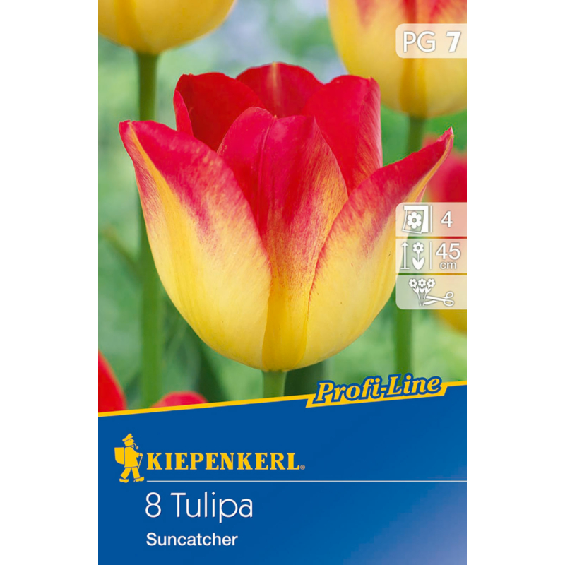 kiepenkerl tulipa suncatcher tulipán virághagyma
