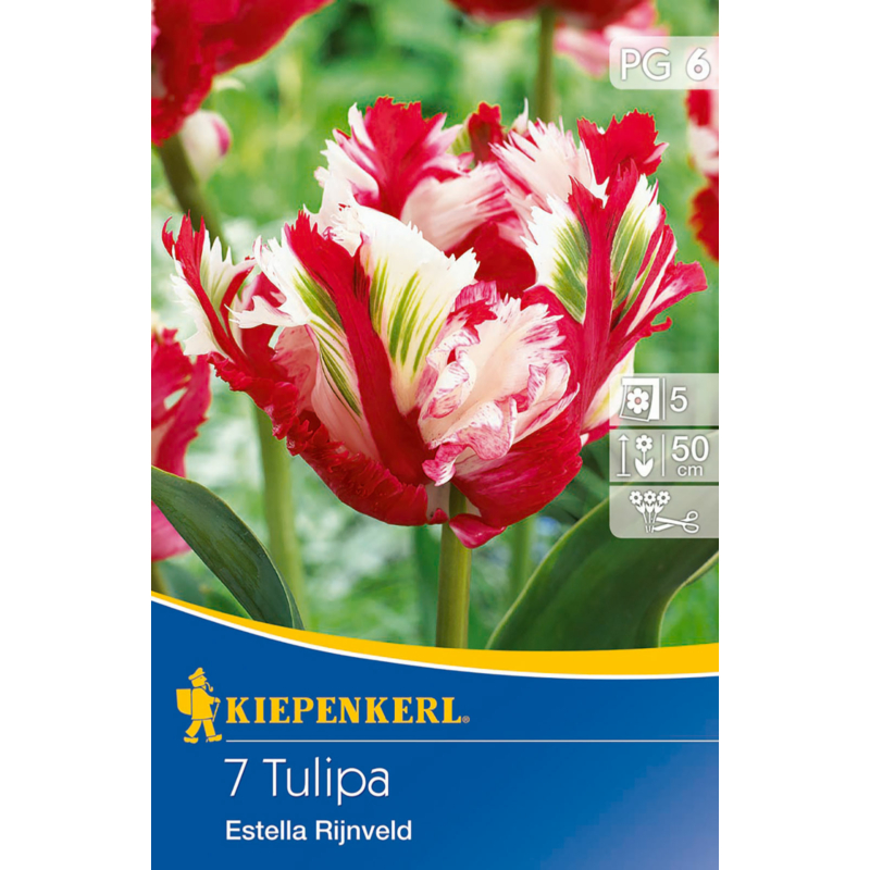 kiepenkerl tulipa estella rijnveld papagáj tulipán virághagymák