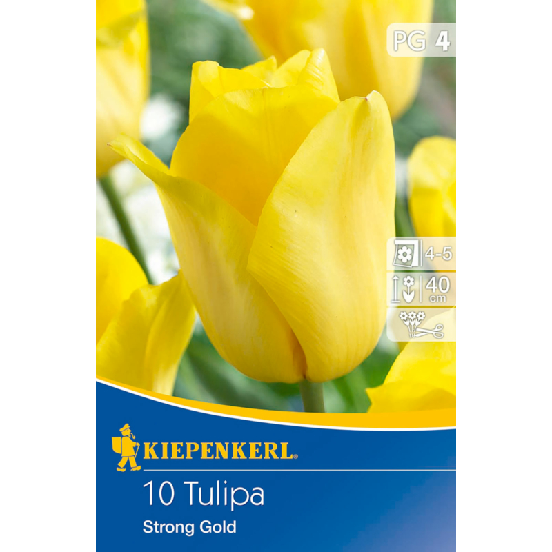 kiepenkerl tulipa strong gold triumph tulipán virághagymák