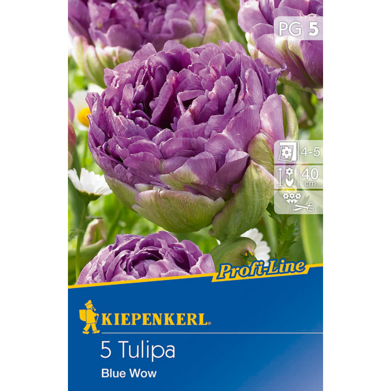 kiepenkerl tulipa blue wow tulipán virághagymák