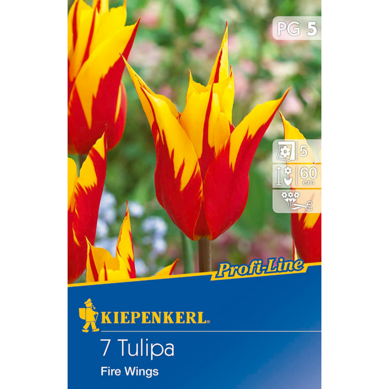 kiepenkerl tulipa fire wings tulipán virághagymák