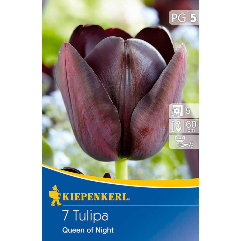 kiepenkerl tulipa queen of night tulipán virághagymák