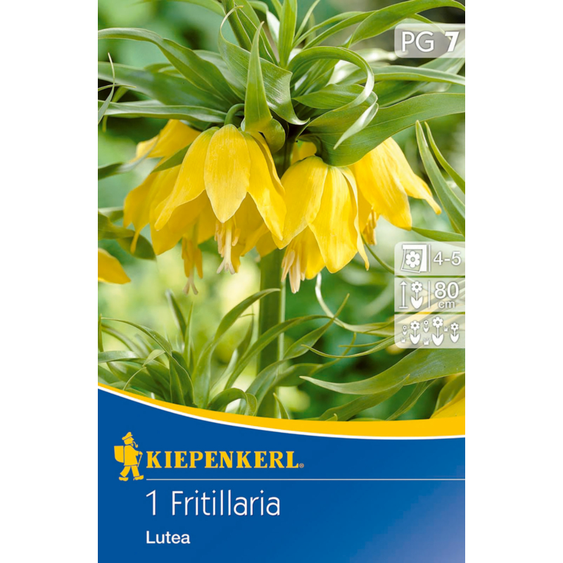 kiepenkerl fritillaria lutea császárkorona virághagyma