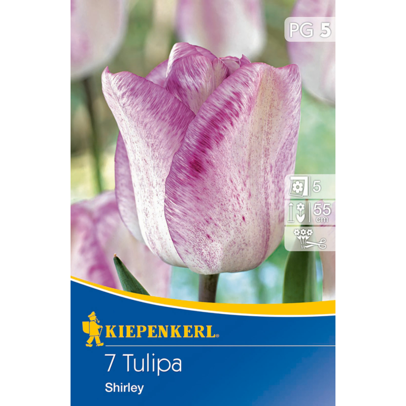 kiepenkerl tulipa shirley kései tulipán virághagymák