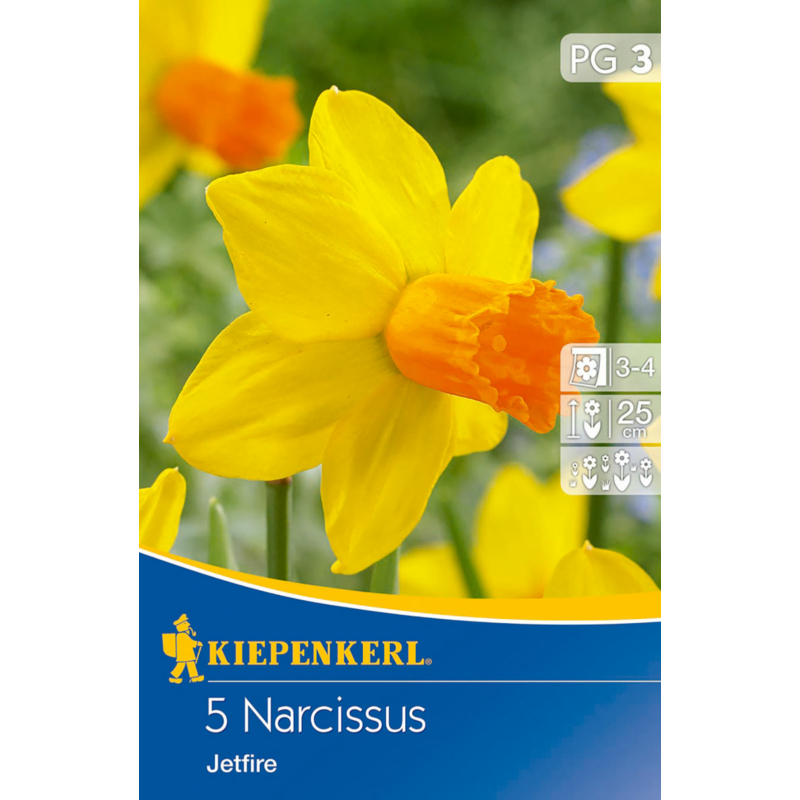 kiepenkerl narcissus jetfire nárcisz virághagymák