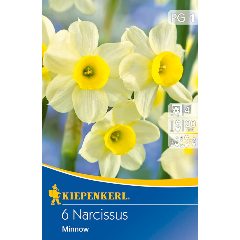 kiepenkerl narcissus minnow botanikai nárcisz virághagymák