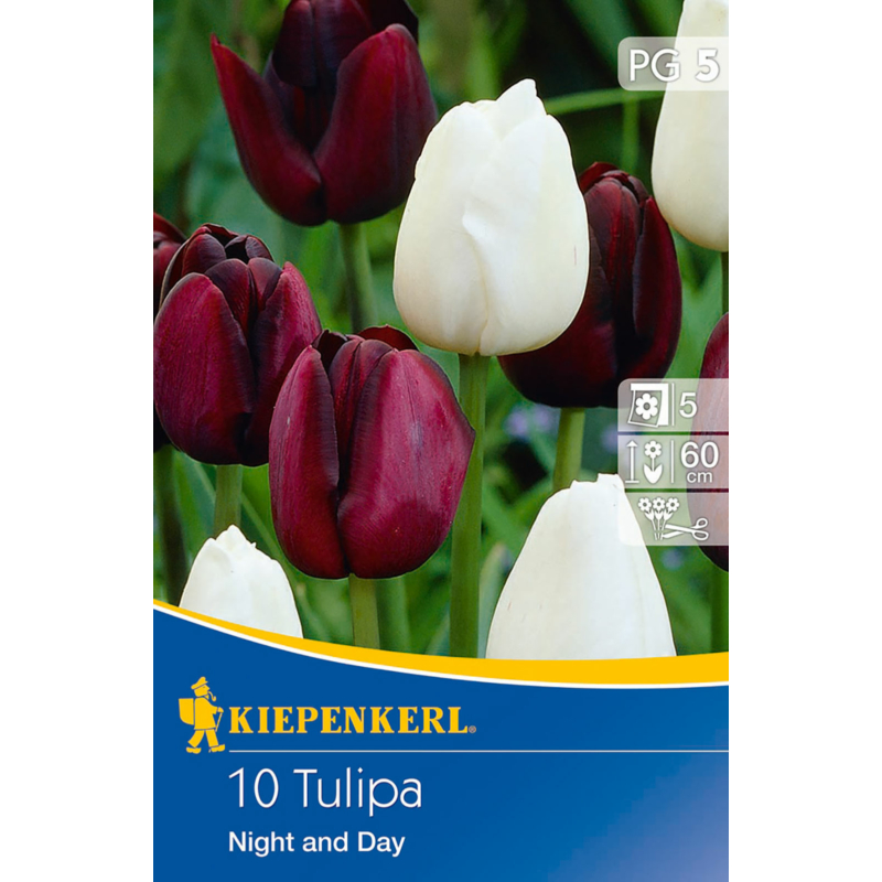 kiepenkerl tulipa night and day tulipán virághagymák