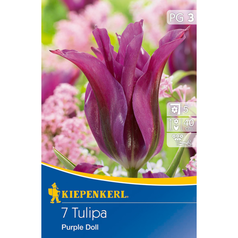 kiepenkerl tulipa purple doll tulipán virághagymák