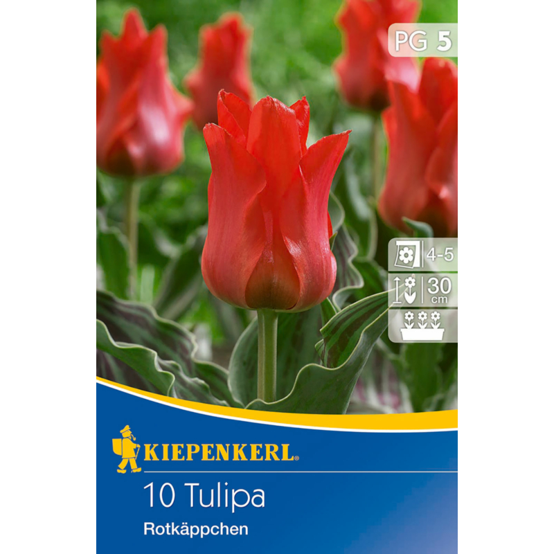 kiepenkerl tulipa rotkappchen tulipán virághagymák