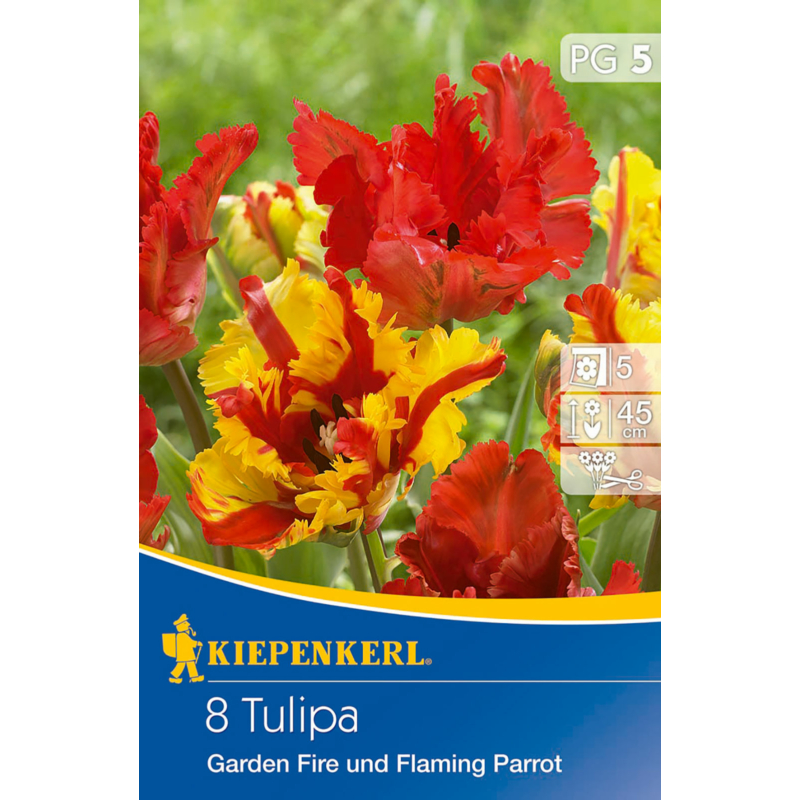 kiepenkerl tulipa garden fire tulipán virághagymák