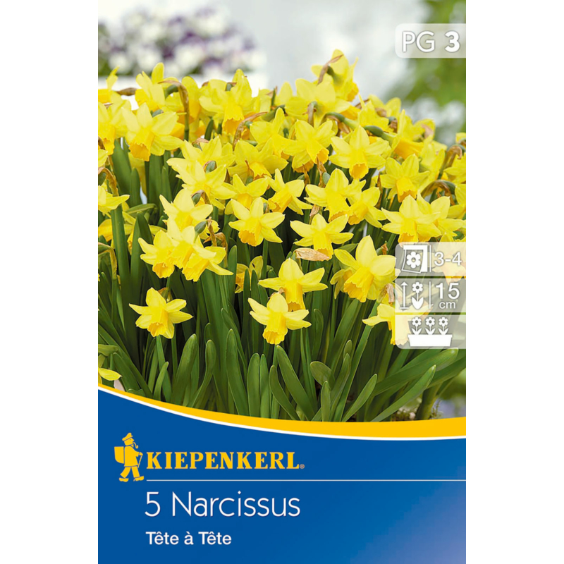 kiepenkerl narcissus tete a tete botanikai nárcisz virághagymák
