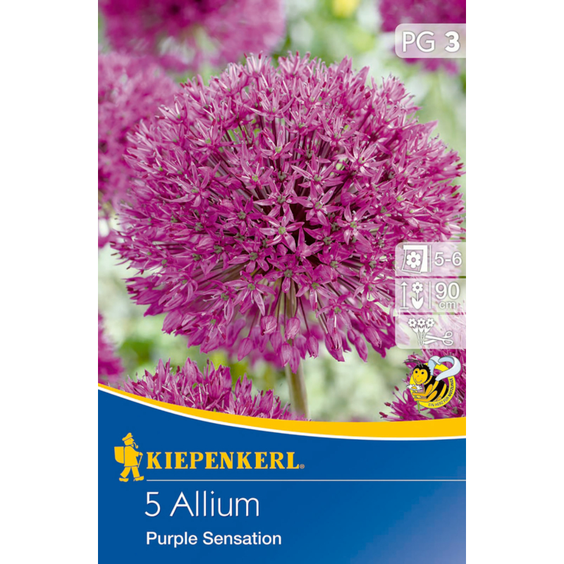 kiepenkerl díszhagyma virághagymák allium purple sensation