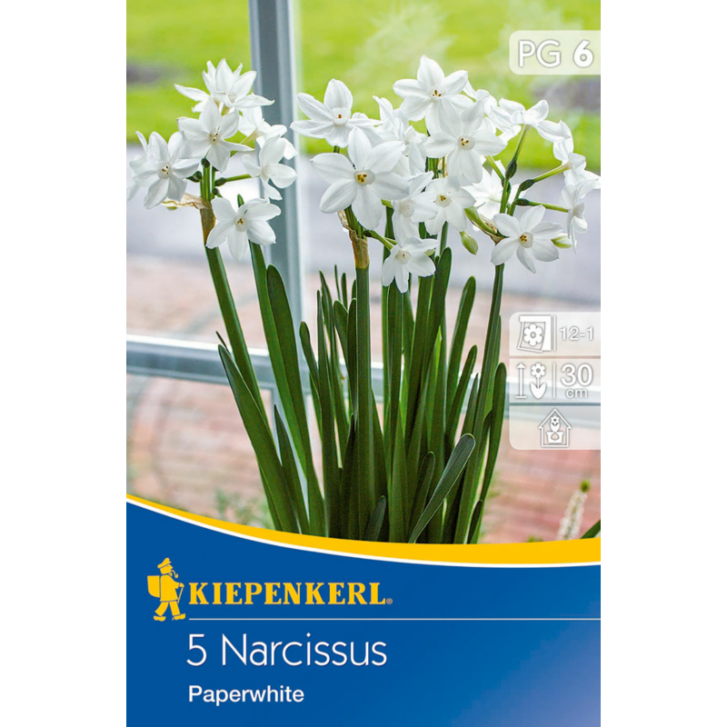 kiepenkerl nárcisz virághagymák narcissus paperwhite