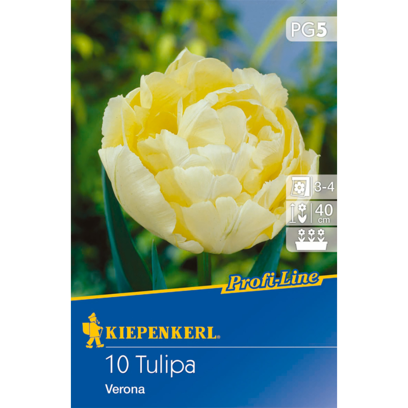 kiepenkerl  verona tulipán virághagymák