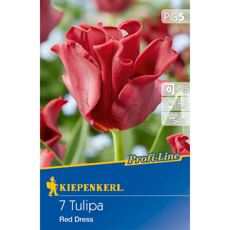 kiepenkerl tulipa red dress tulipán virághagymák
