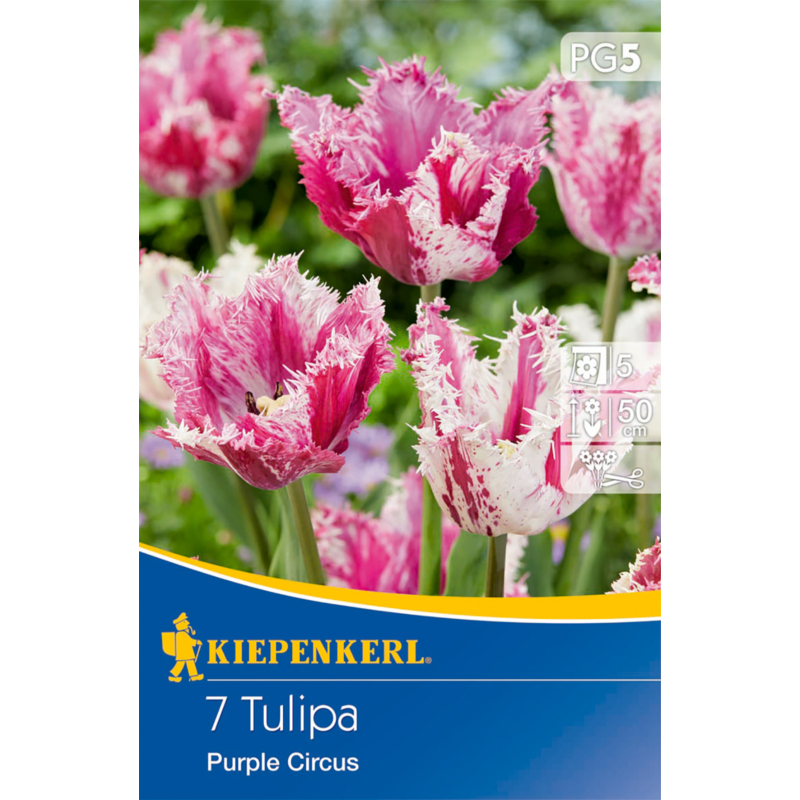 kiepenkerl tulipa purple circus tulipán virághagymák