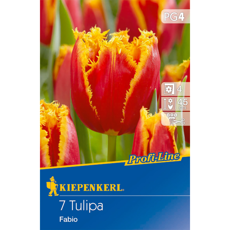 kiepenkerl tulipa fabio tulipán virághagymák