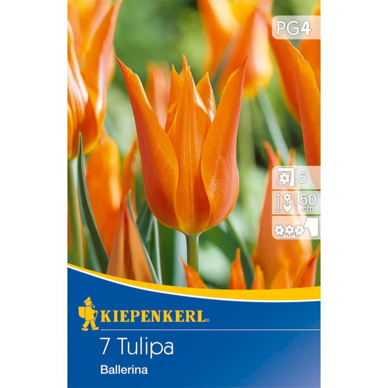 kiepenkerl tulipa ballerina liliomvirágú tulipán hagymák
